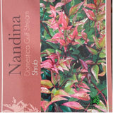 Nandina Gulf Steam Plant - 10Ltr Pot