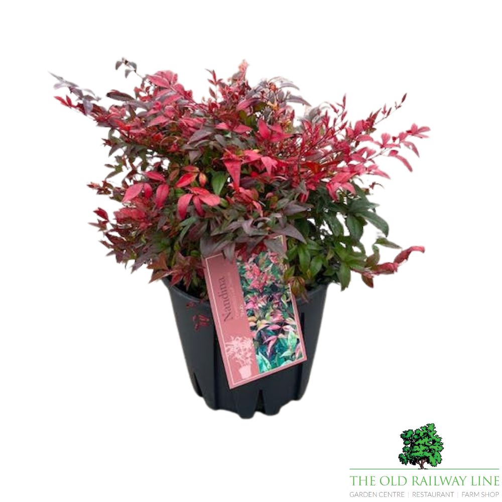 Nandina Gulf Steam Plant - 10Ltr Pot