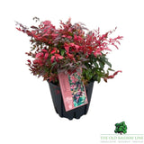 Nandina Gulf Steam Plant - 10Ltr Pot