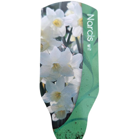 Narcissus 9cm (Daffodil) Bulbs - White