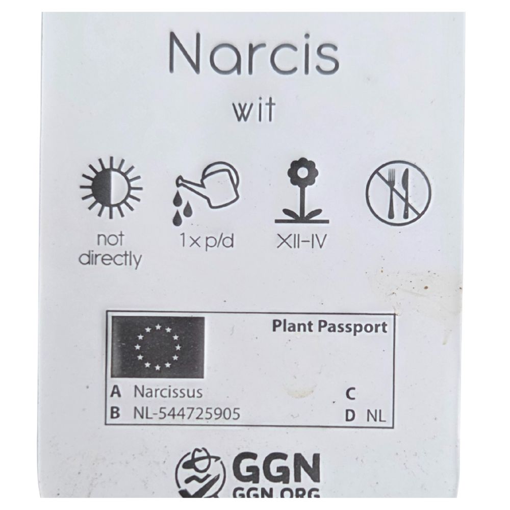 Narcissus 9cm (Daffodil) Bulbs - White