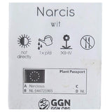Narcissus 9cm (Daffodil) Bulbs - White