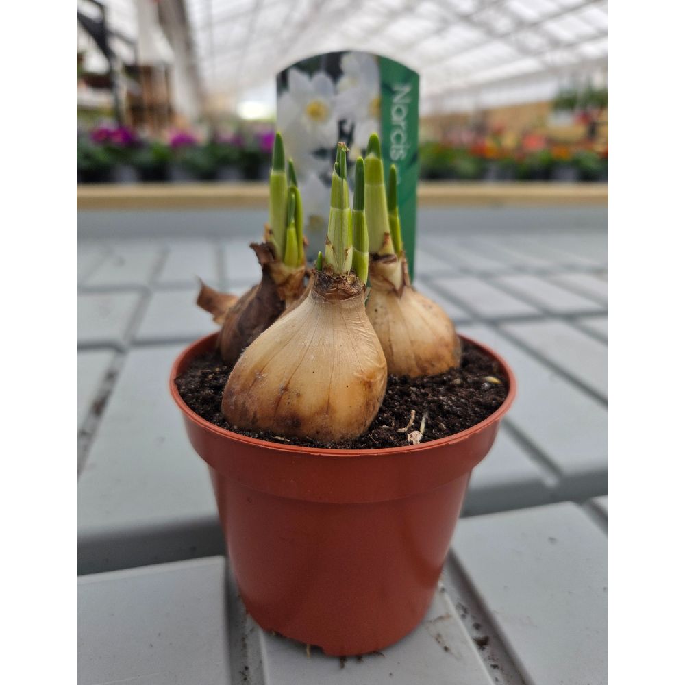 Narcissus 9cm (Daffodil) Bulbs - White