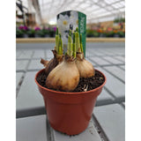 Narcissus 9cm (Daffodil) Bulbs - White