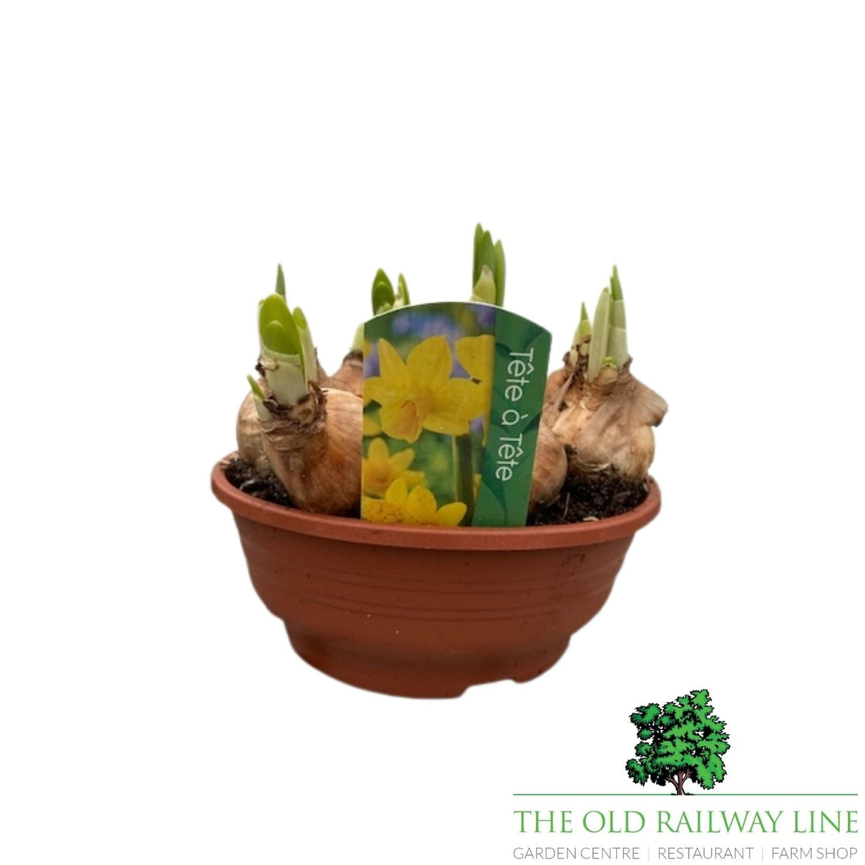 Narcissus Tete a Tete Bowl Plant - 16cm Pot - Old Railway Line Garden Centre