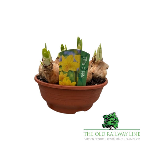 Narcissus Tete a Tete Bowl Plant - 16cm Pot - Old Railway Line Garden Centre