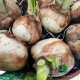 Narcissus Tete a Tete Bowl Plant - 16cm Pot - Old Railway Line Garden Centre