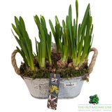 Narcissus Tete a Tete 'Daffodil' Trough - 24cm Pot - Old Railway Line Garden Centre