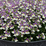 Nemesia Lady Kate Bedding Plug Plant