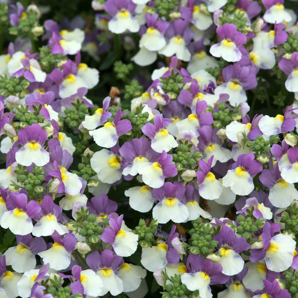 Nemesia Lady Kate Bedding Plug Plant