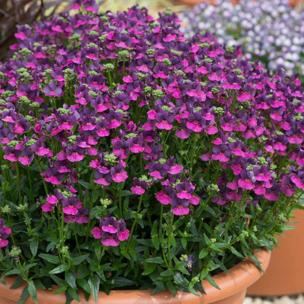 Nemesia Lady Lisa Bedding Plug Plant