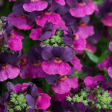 Nemesia Lady Lisa Bedding Plug Plant