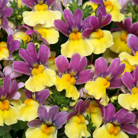 Nemesia Lady Lucy Plug Plant - Old Railway Line Garden Centre