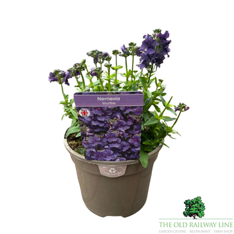 Nemesia 'Myrtille' Plant - 2Ltr Pot - Old Railway Line Garden Centre