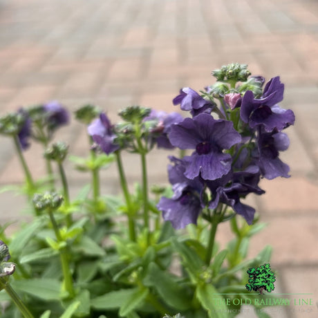 Nemesia 'Myrtille' Plant - 2Ltr Pot - Old Railway Line Garden Centre