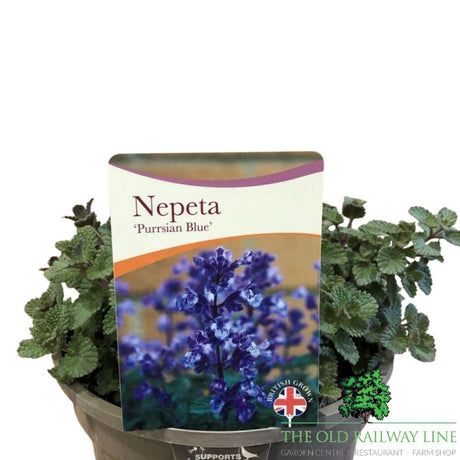 Nepeta × faassenii 'Purrsian Blue' Catmint Plant - 1Ltr Pot - Old Railway Line Garden Centre