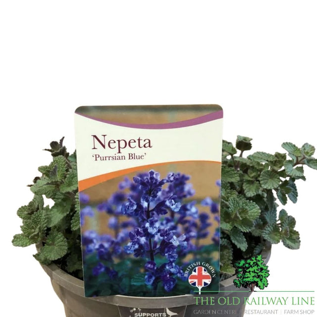 Nepeta × faassenii 'Purrsian Blue' Catmint Plant - 1Ltr Pot - Old Railway Line Garden Centre