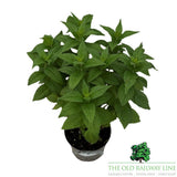 Nepeta 'Neptune' Plant - 2Ltr Pot