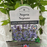 Nepeta 'Neptune' Plant - 2Ltr Pot