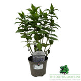 Nepeta 'Neptune' Plant - 2Ltr Pot