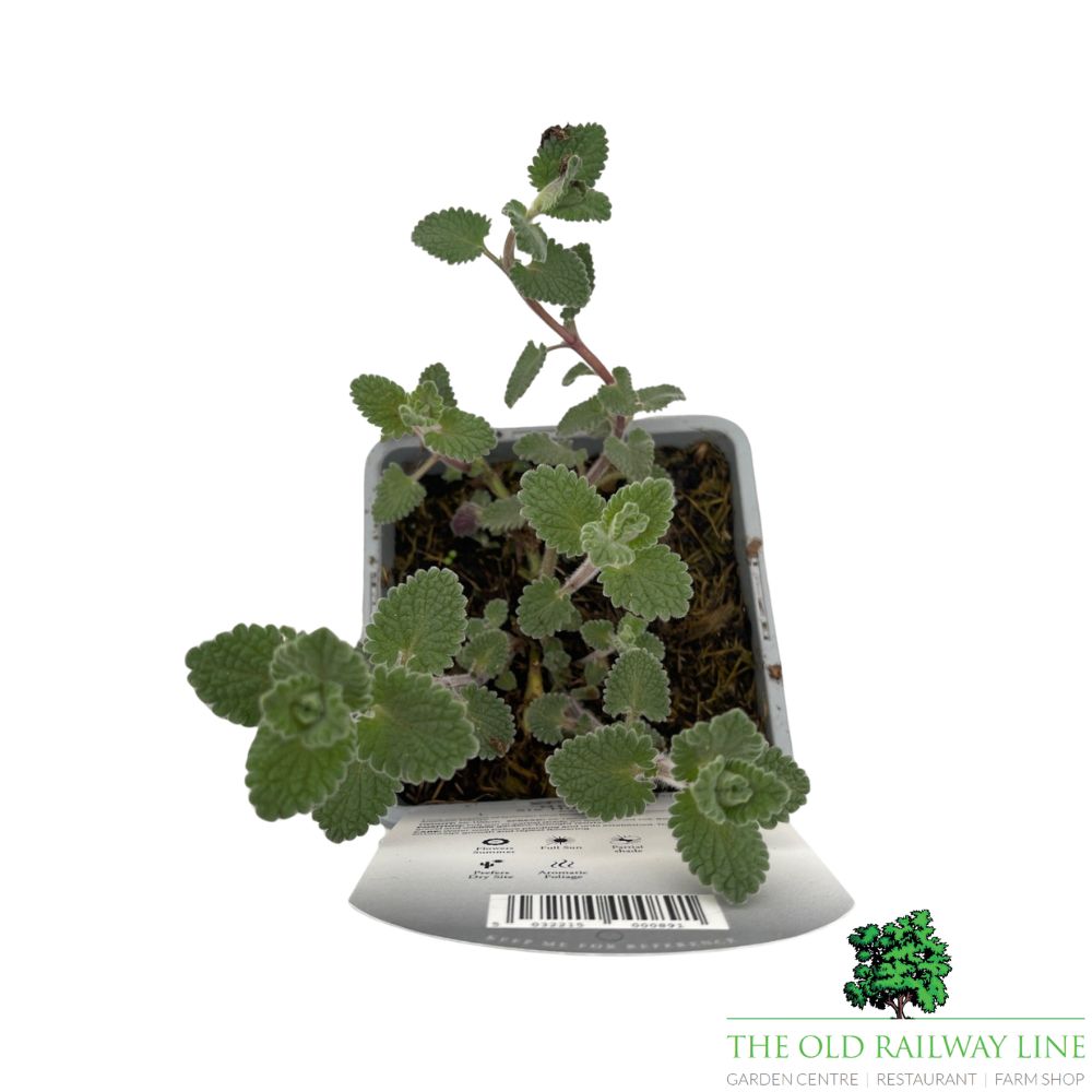 Nepeta 'Six Hills Giant' Plant - 1Ltr Pot