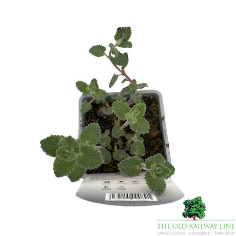 Nepeta 'Six Hills Giant' Plant - 1Ltr Pot