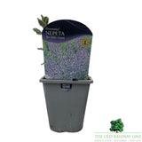 Nepeta 'Six Hills Giant' Plant - 1Ltr Pot