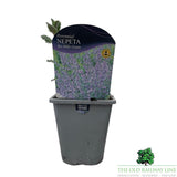 Nepeta 'Six Hills Giant' Plant - 1Ltr Pot - Old Railway Line Garden Centre