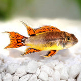 NT Labs 96g Pro-F Cichlid Red 48 Granules