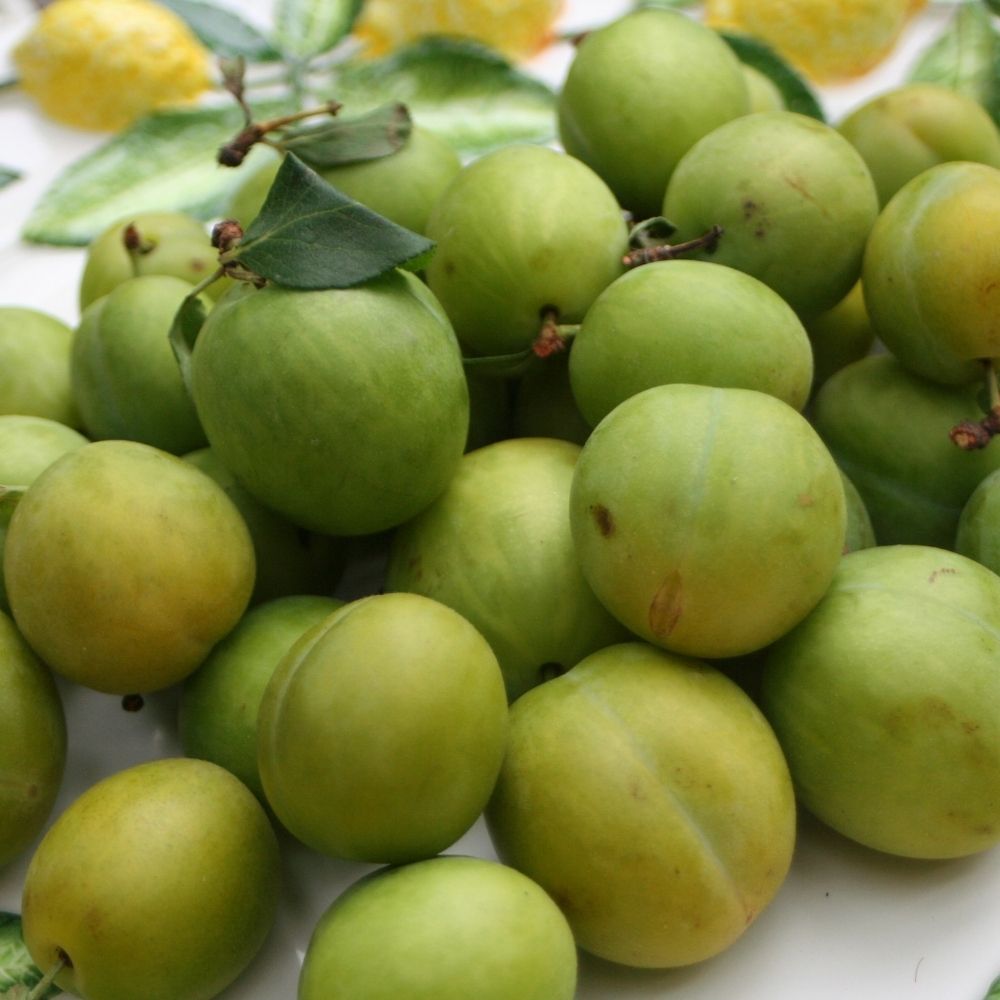 Frank P Matthews 'Old Greengage' Gage Fruit Tree - 12 Ltr Pot