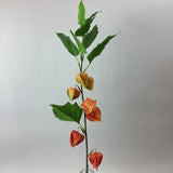 Eleganza Floral 80cm Physalis/Chinese Lantern Spray Orange