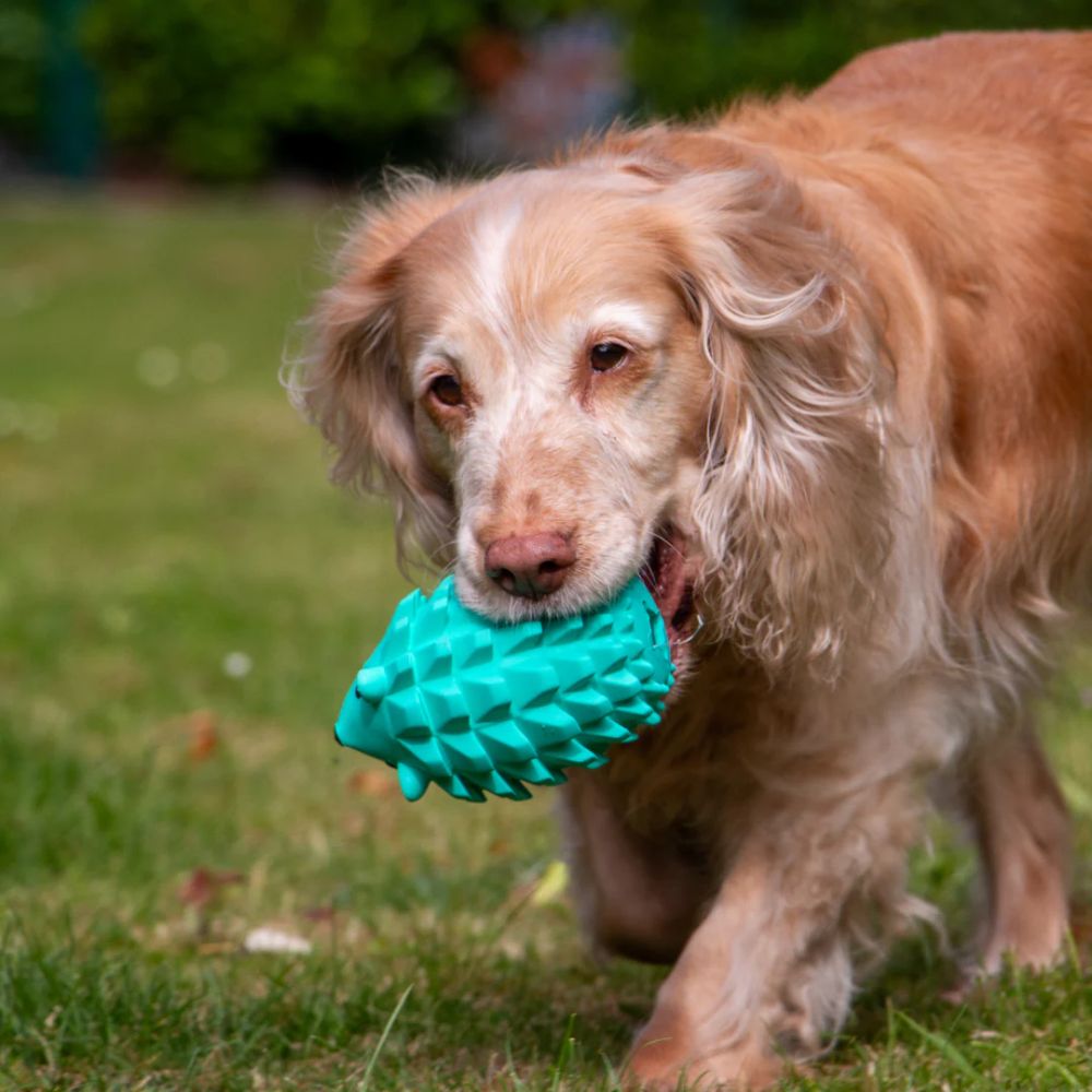 Orva Hedgehog Treat Toy - Old Railway Line Garden Centre
