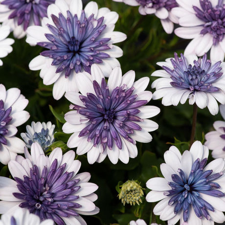 Osteospermum 3D Blue Steel Plug Plant - Old Railway Line Garden Centre