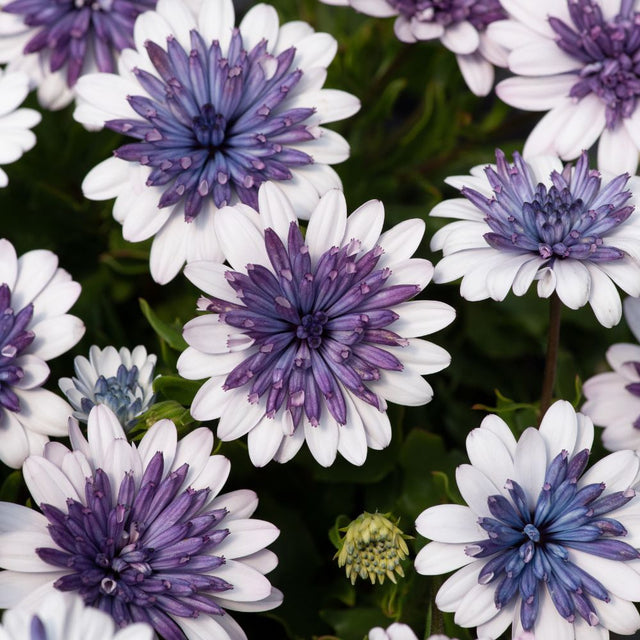 Osteospermum 3D Blue Steel Plug Plant - Old Railway Line Garden Centre
