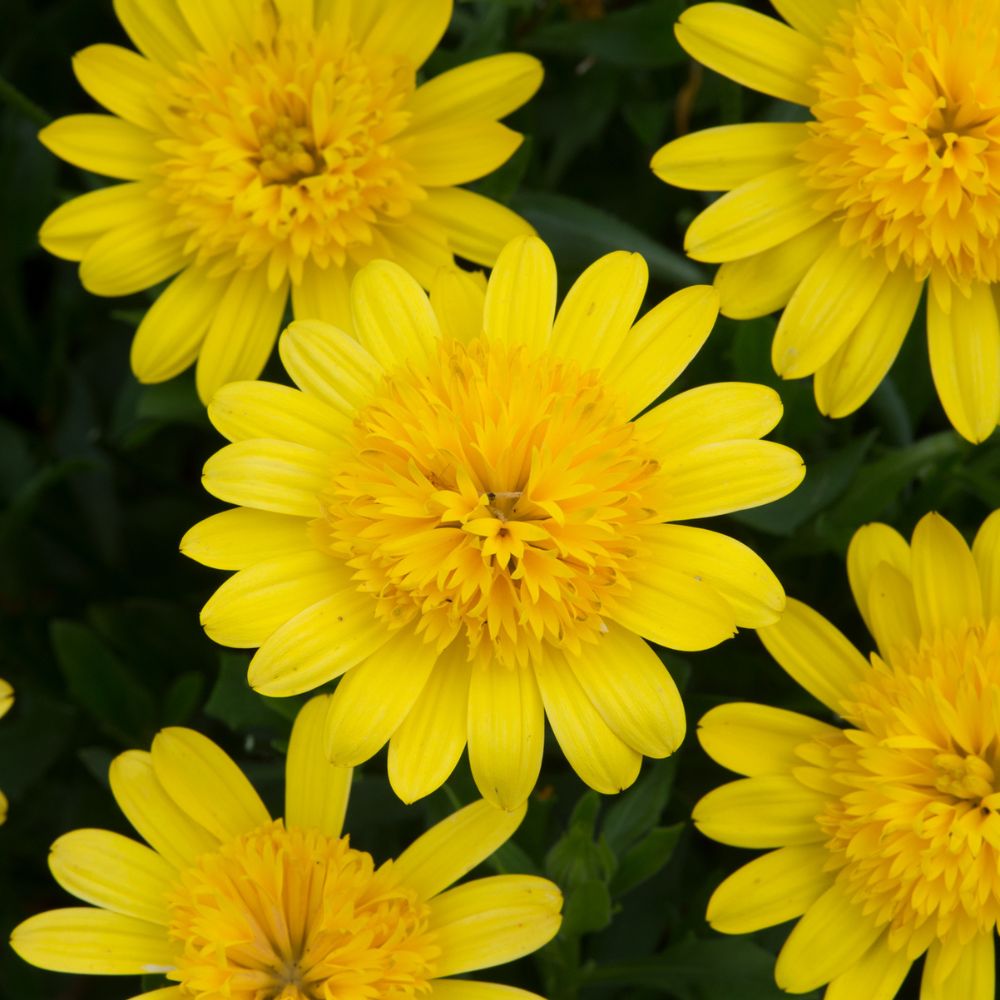 Osteospermum 3D Double Yellow Bedding Plug Plant