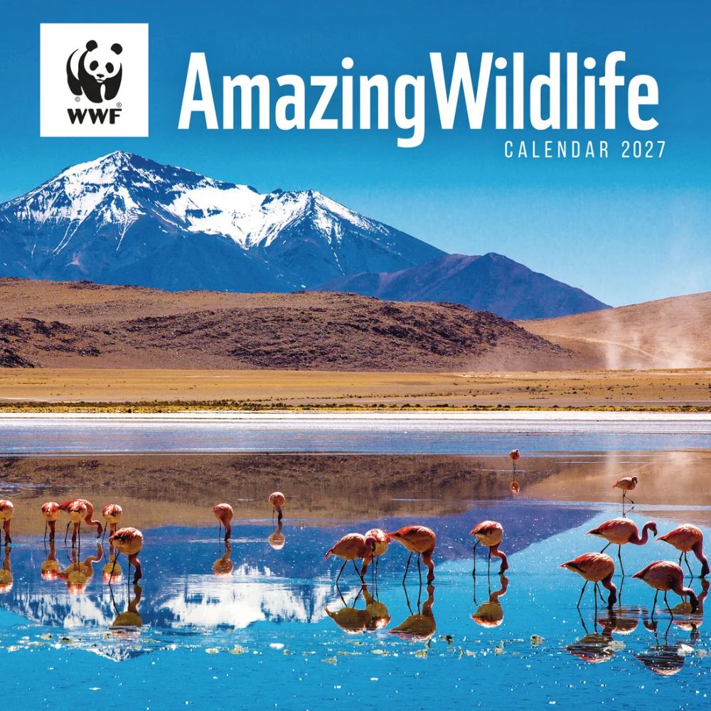 Otter House Amazing Wildlife WWF Wall Calendar 2027