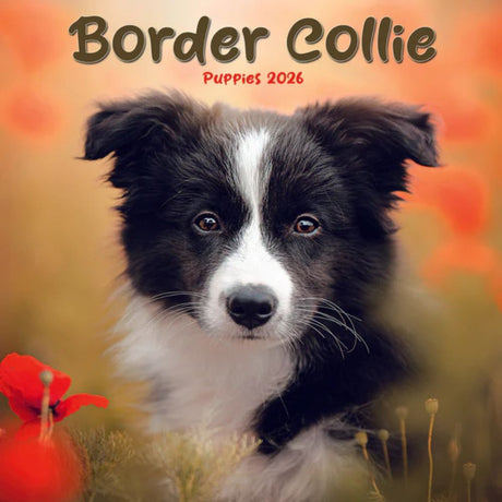 Otter House Border Collie Puppies Mini Calendar 2026