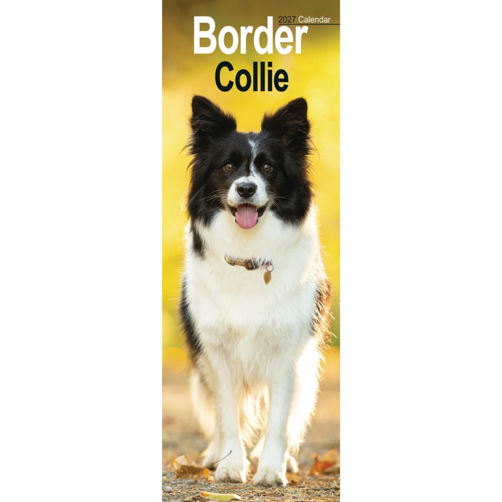 Otter House Border Collie Slim Calendar 2027