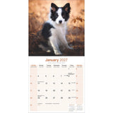 Otter House Border Collie Wall Calendar 2027