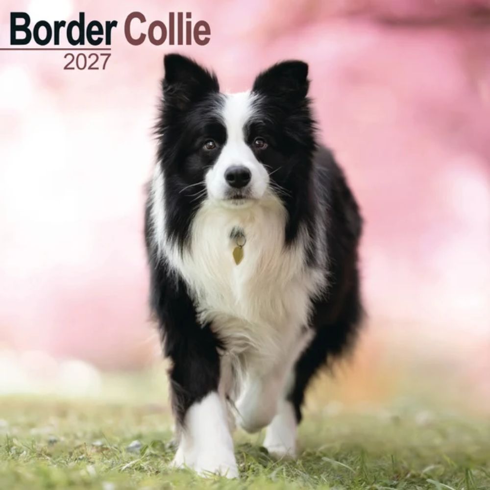 Otter House Border Collie Wall Calendar 2027