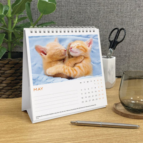 Otter House Cat Naps Easel Calendar 2026