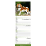 Otter House Cavalier King Charles Spaniel Slim Calendar 2027