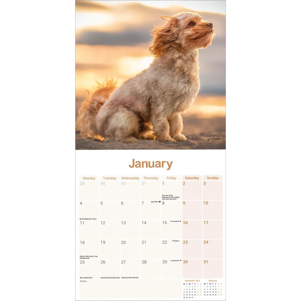 Otter House Cavapoo Wall Calendar 2027