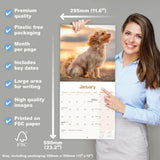 Otter House Cavapoo Wall Calendar 2027