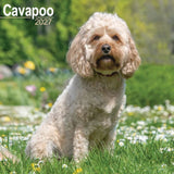 Otter House Cavapoo Wall Calendar 2027