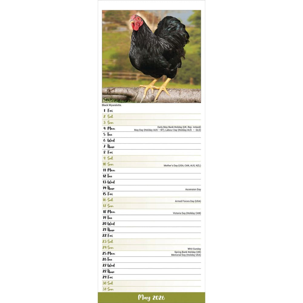 Otter House Chickens Slim Calendar 2026