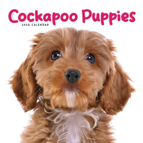 Otter House Cockapoo Puppies Mini Calendar 2026