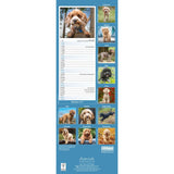 Otter House Cockapoo Slim Calendar 2027