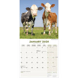 Otter House Cows Calendar 2026 Square Farm Animal Wall Calendar