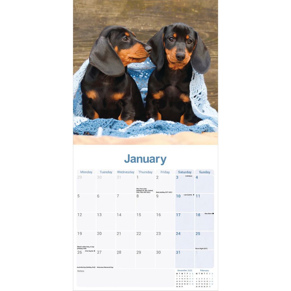 Otter House Dachshund Wall Calendar 2026